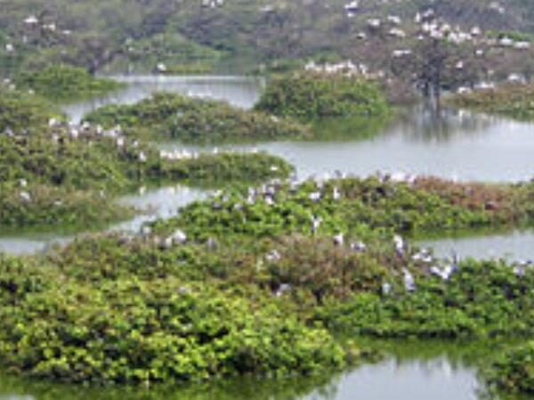 Vedanthangal Bird Sanctuary