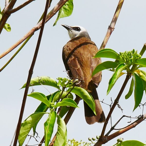 Chitrangudi Bird Sanctuary