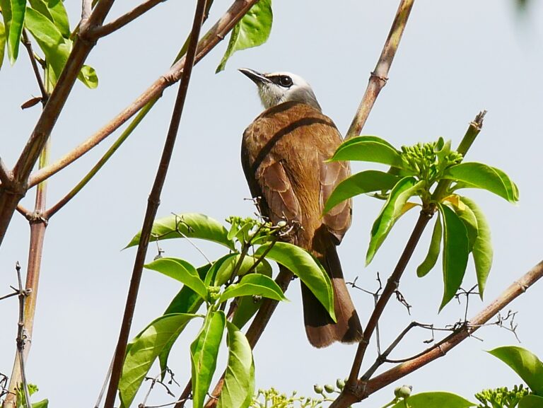 Chitrangudi Bird Sanctuary - Discover India