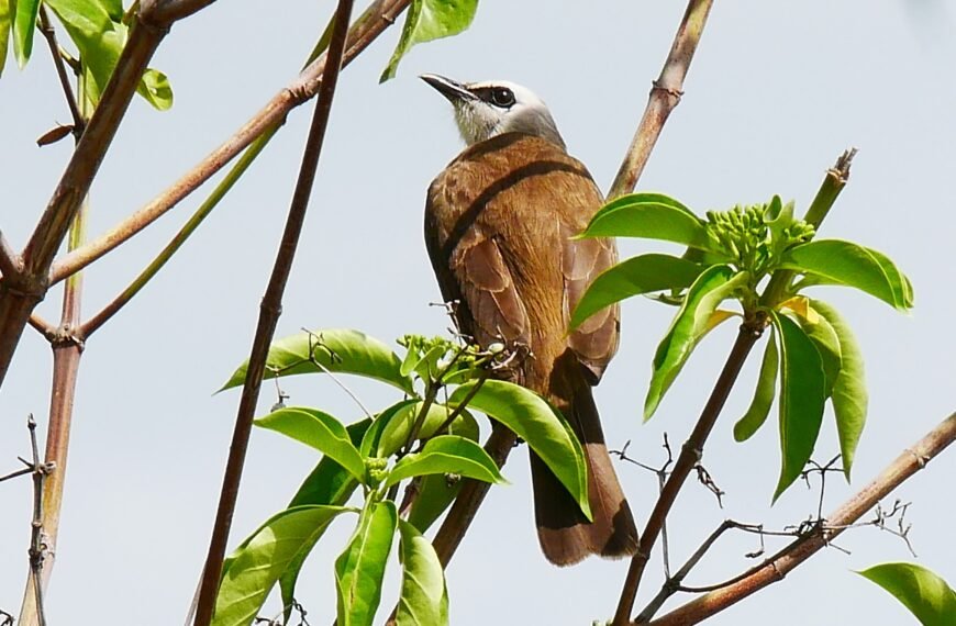 Chitrangudi Bird Sanctuary