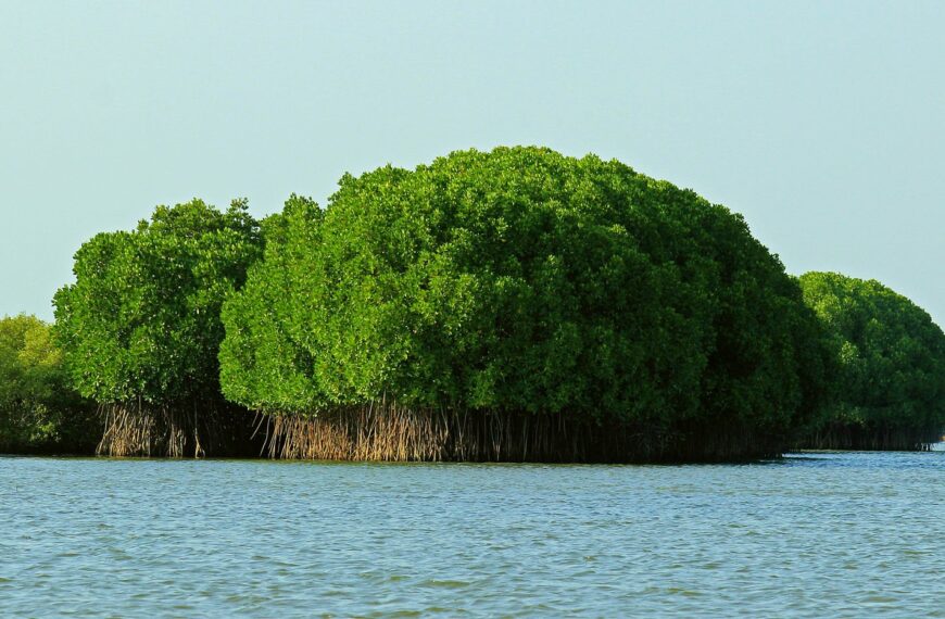 Mangroves