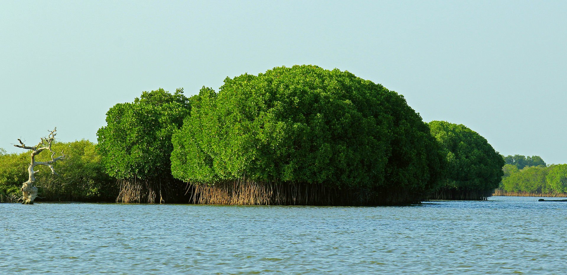 Mangroves Discover India