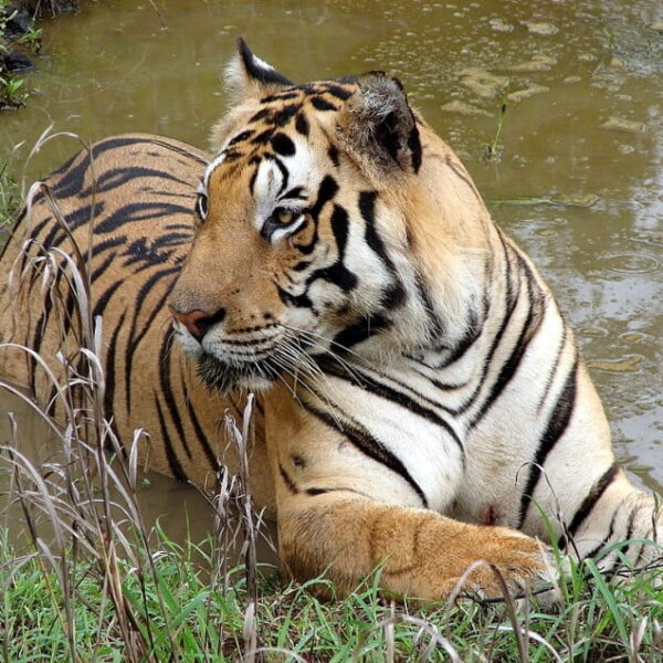 Pakke Tiger Reserve