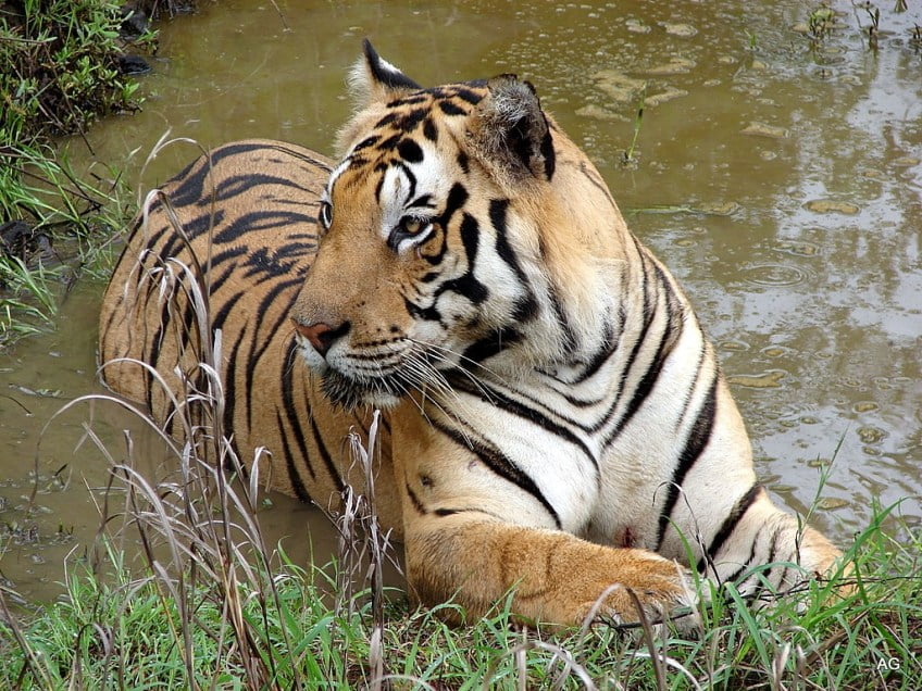 Pakke Tiger Reserve