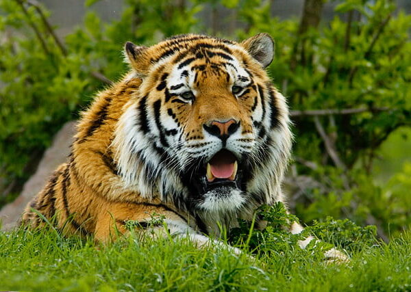 Kamlang Tiger Reserve