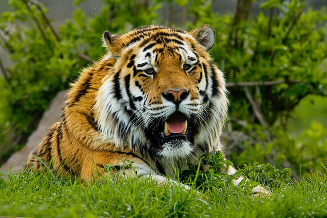 Kamlang Tiger Reserve