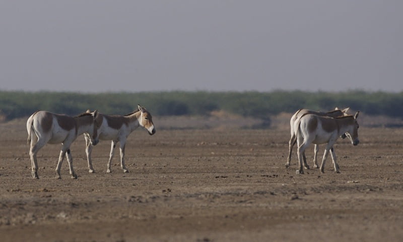 Wild Life Ass Sanctuary