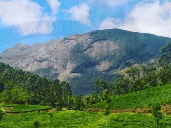 Anamudi National Shola Park