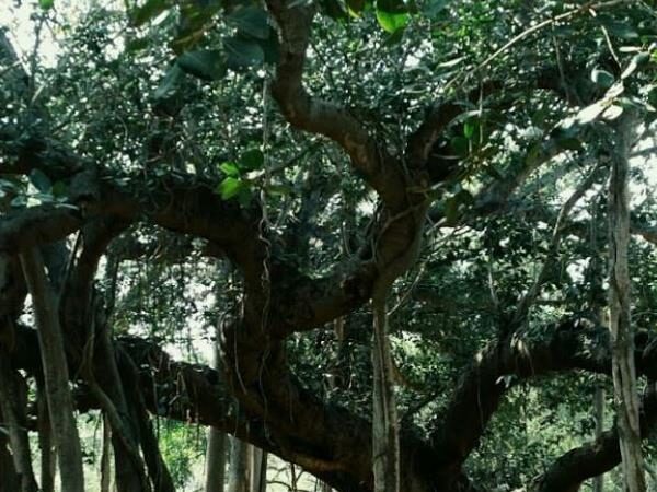 Auroville Botanical Gardens, Pondicherry