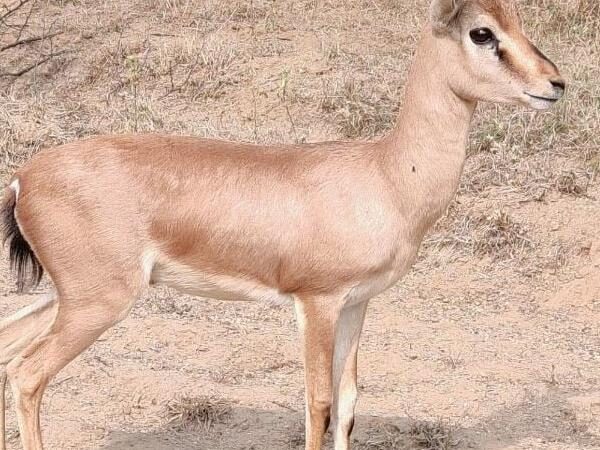 Chinkara Breeding Centre Kairu, Bhiwani