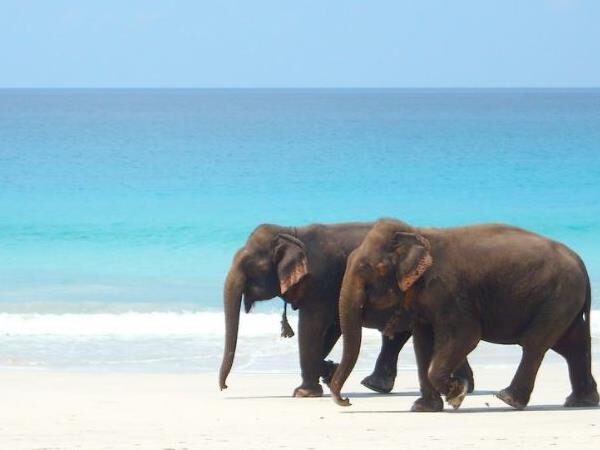 Elephant Beach