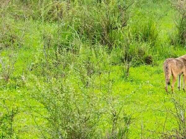 Gaga Wildlife Sanctuary