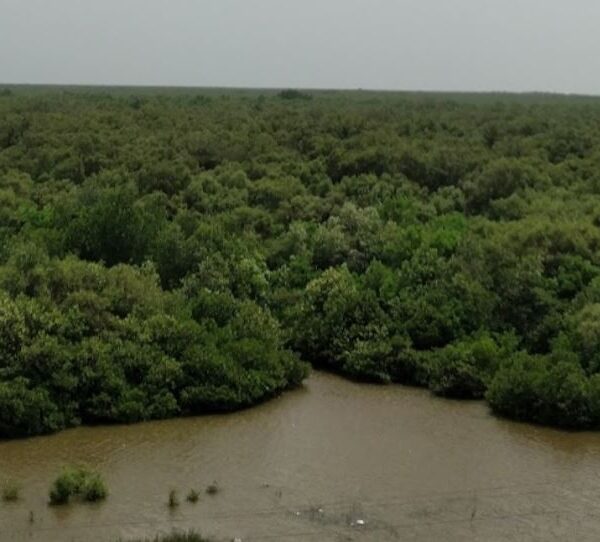 Godavari Mangroves, Andhra Pradesh