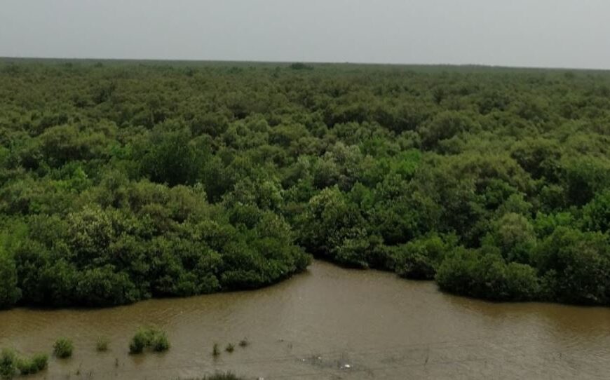 Godavari Mangroves, Andhra Pradesh