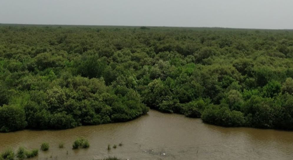 Godavari Mangroves, Andhra Pradesh