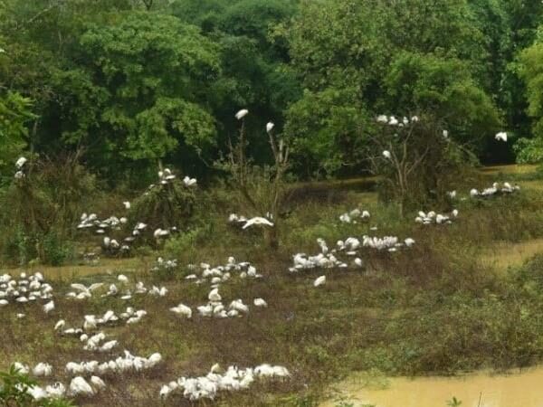 Gudavi Bird Sanctuary