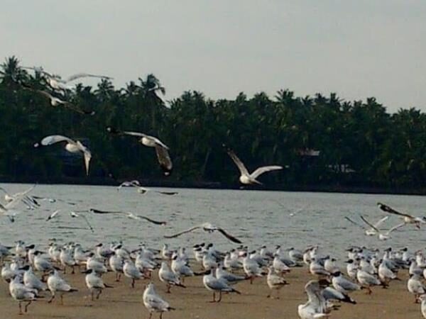 Kadalundi Bird Sanctuary