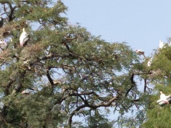 Kaggaladu Bird Sanctuary