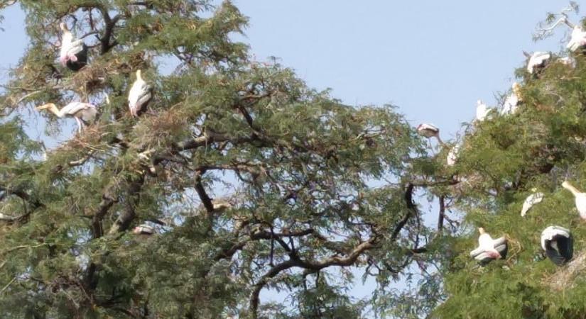 Kaggaladu Bird Sanctuary