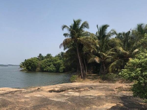 Kannur Mangroves, North Kerala