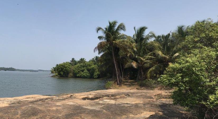 Kannur Mangroves, North Kerala