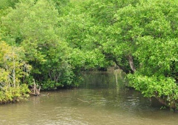 Khambhat Mangroves