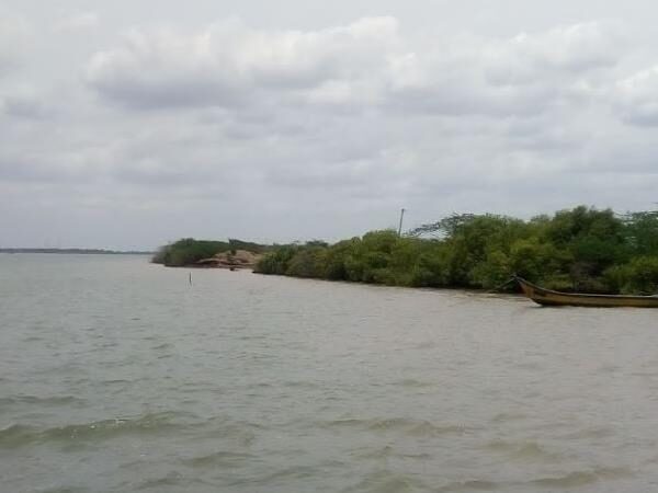 Krishna Mangroves, Andhra Pradesh