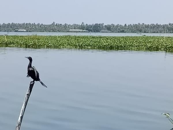 Kumarakom Bird Sanctuary