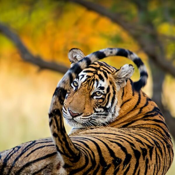 Mukandra Hills Tiger Reserve