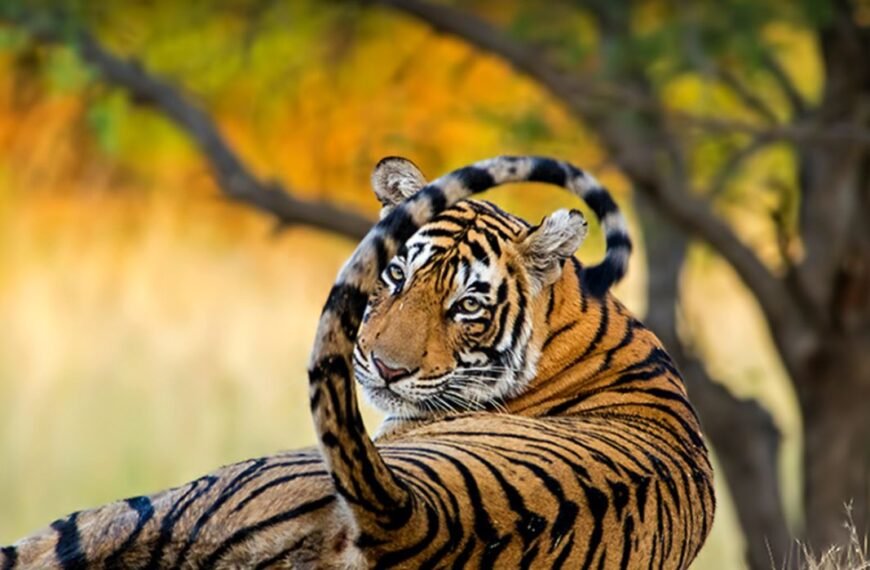 Mukandra Hills Tiger Reserve
