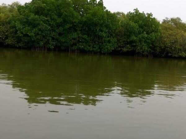 Muthupet Mangroves