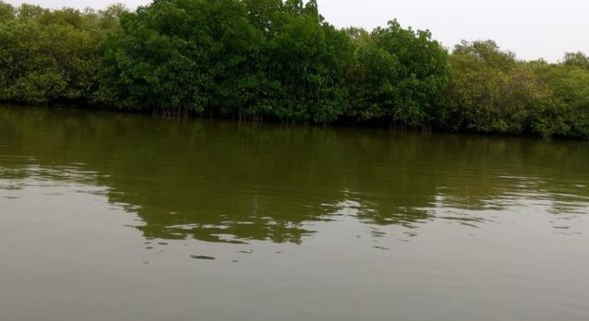 Muthupet Mangroves