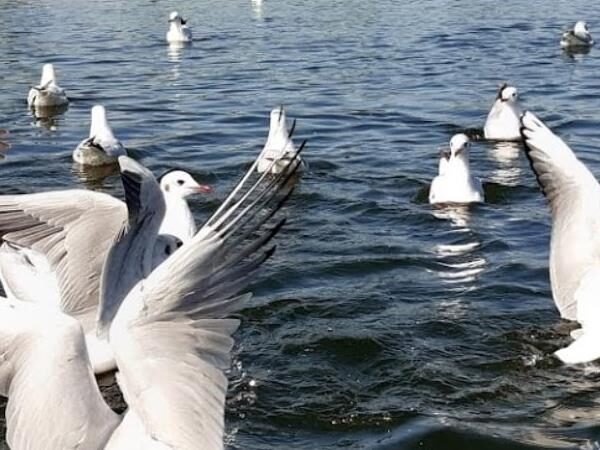 Nal Sarovar Bird Sanctuary