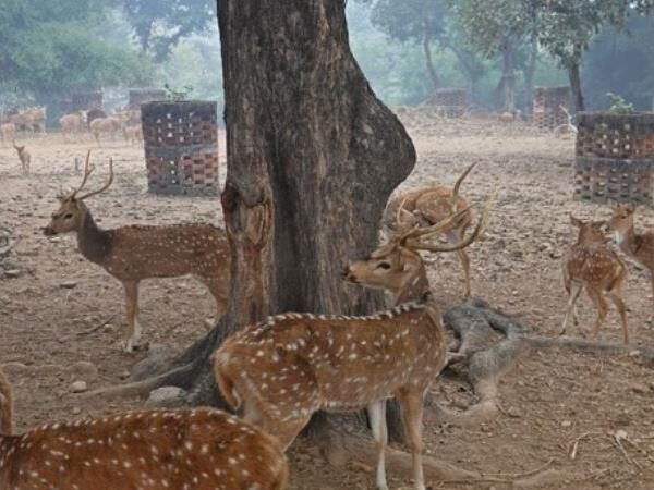 Sarnath Deer Park-Varanasi