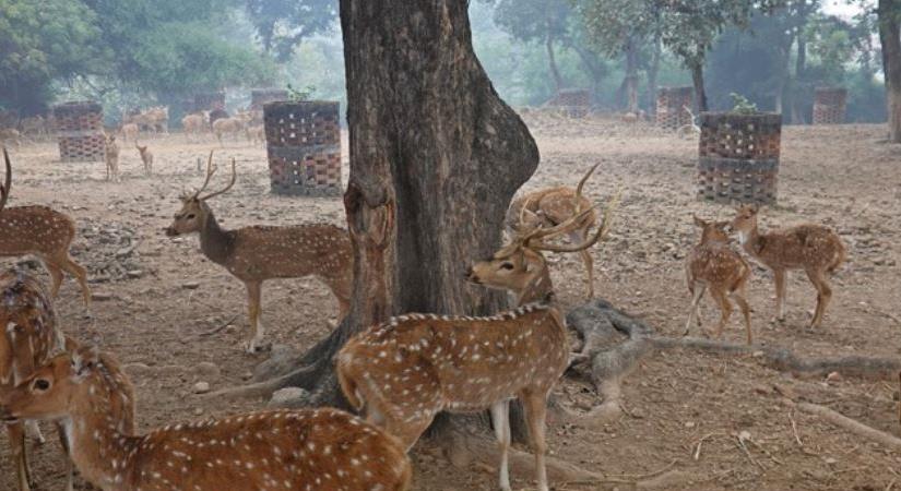 Sarnath Deer Park-Varanasi