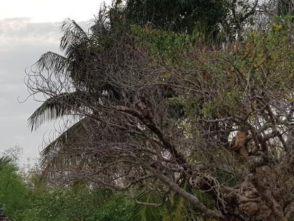 Sri Narthanapurisvarar Temple, Thiruthalaiyangadu