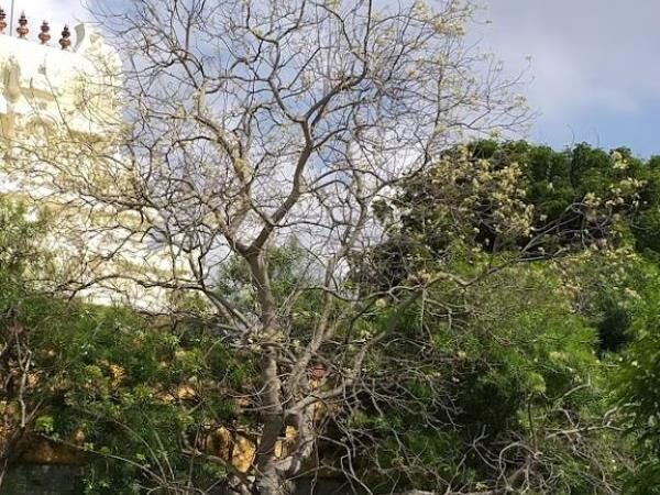 Sri Vaseesvarar Temple, Thirupasur