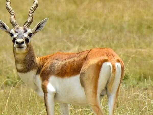 Tal Chhapar Sanctuary