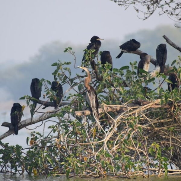 Thol Lake Bird Sanctuary
