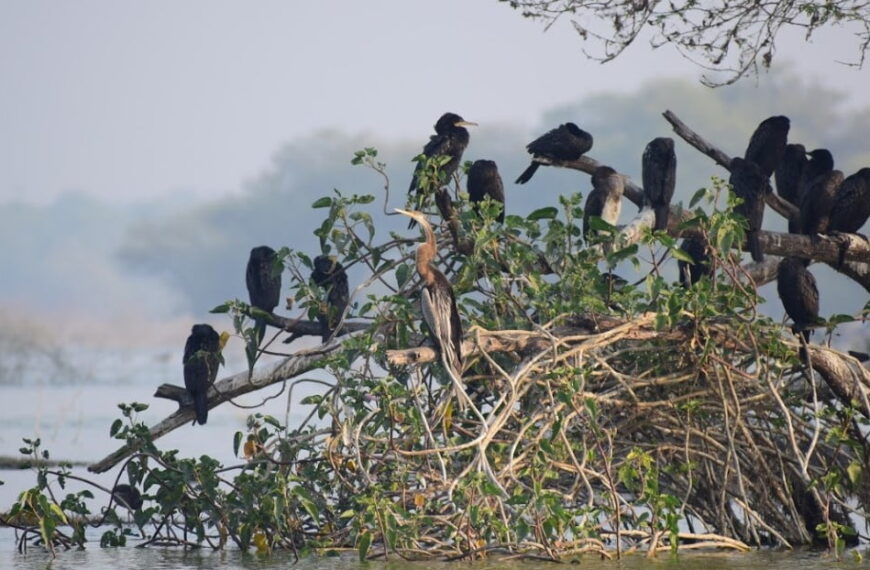 Thol Lake Bird Sanctuary