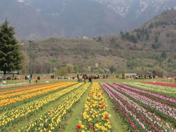 Tulip Garden, Srinagar