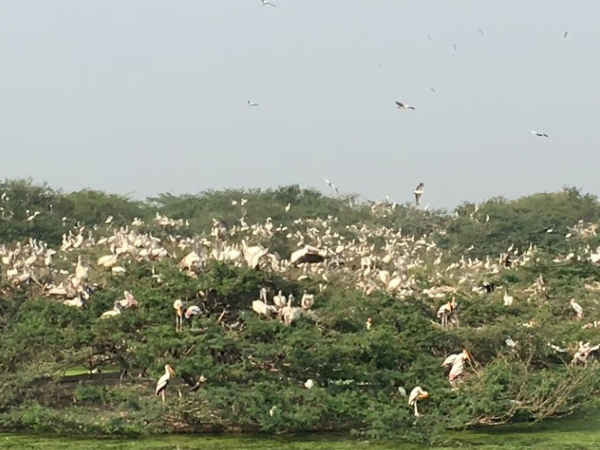 Uppalapadu Bird Sanctuary