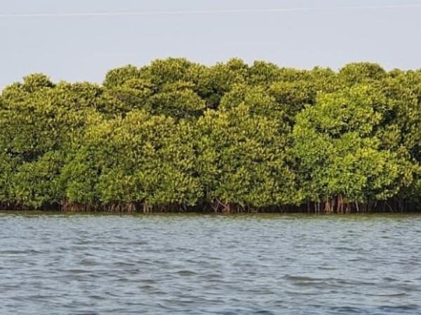 Pichavaram Mangroves
