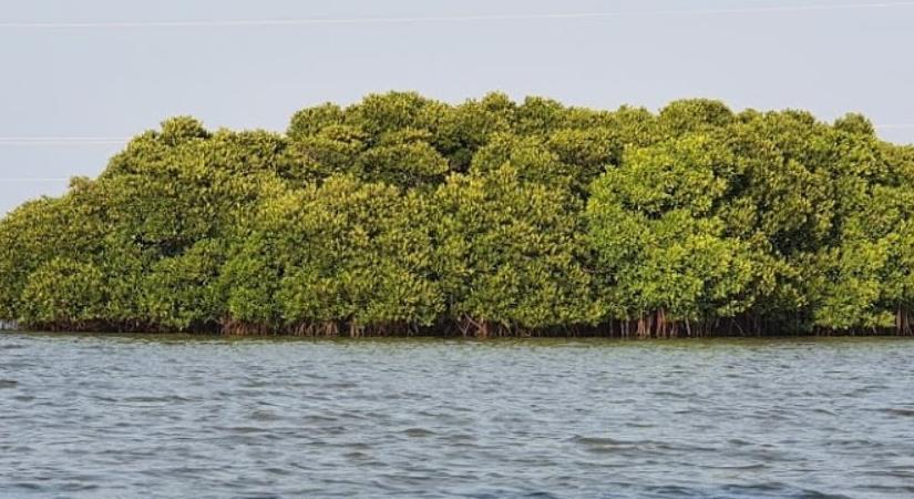 Pichavaram Mangroves